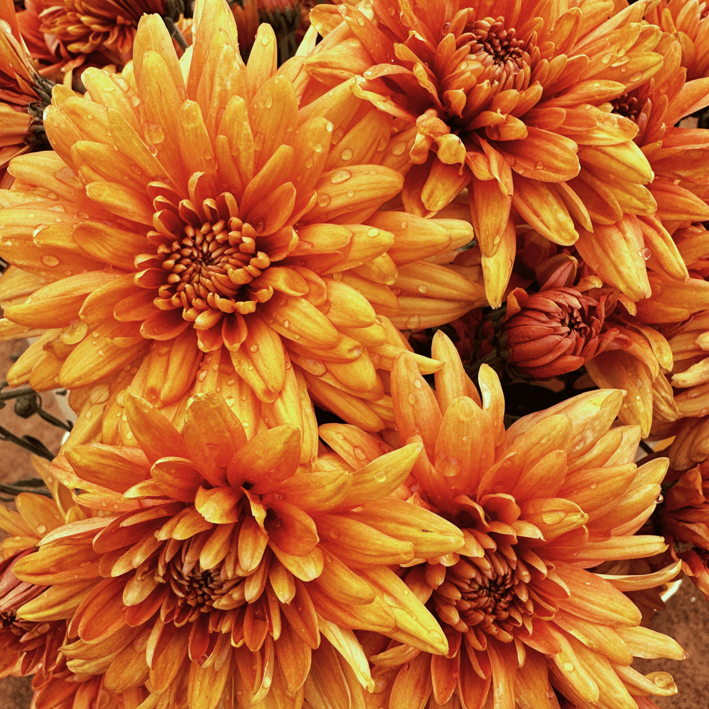 Bambi Heirloom Chrysanthemum | South Africa - Love Dahlias - south - africa - flower - bulbs