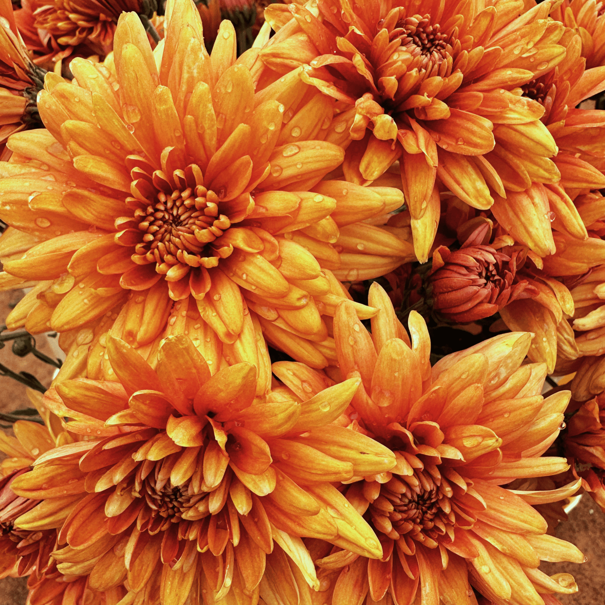 Bambi Heirloom Chrysanthemum | South Africa - Love Dahlias - south - africa - flower - bulbs