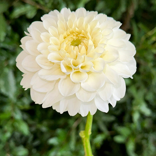 Bazuin Snow White Dahlia Tuber - Love Dahlias - south - africa - flower - bulbs