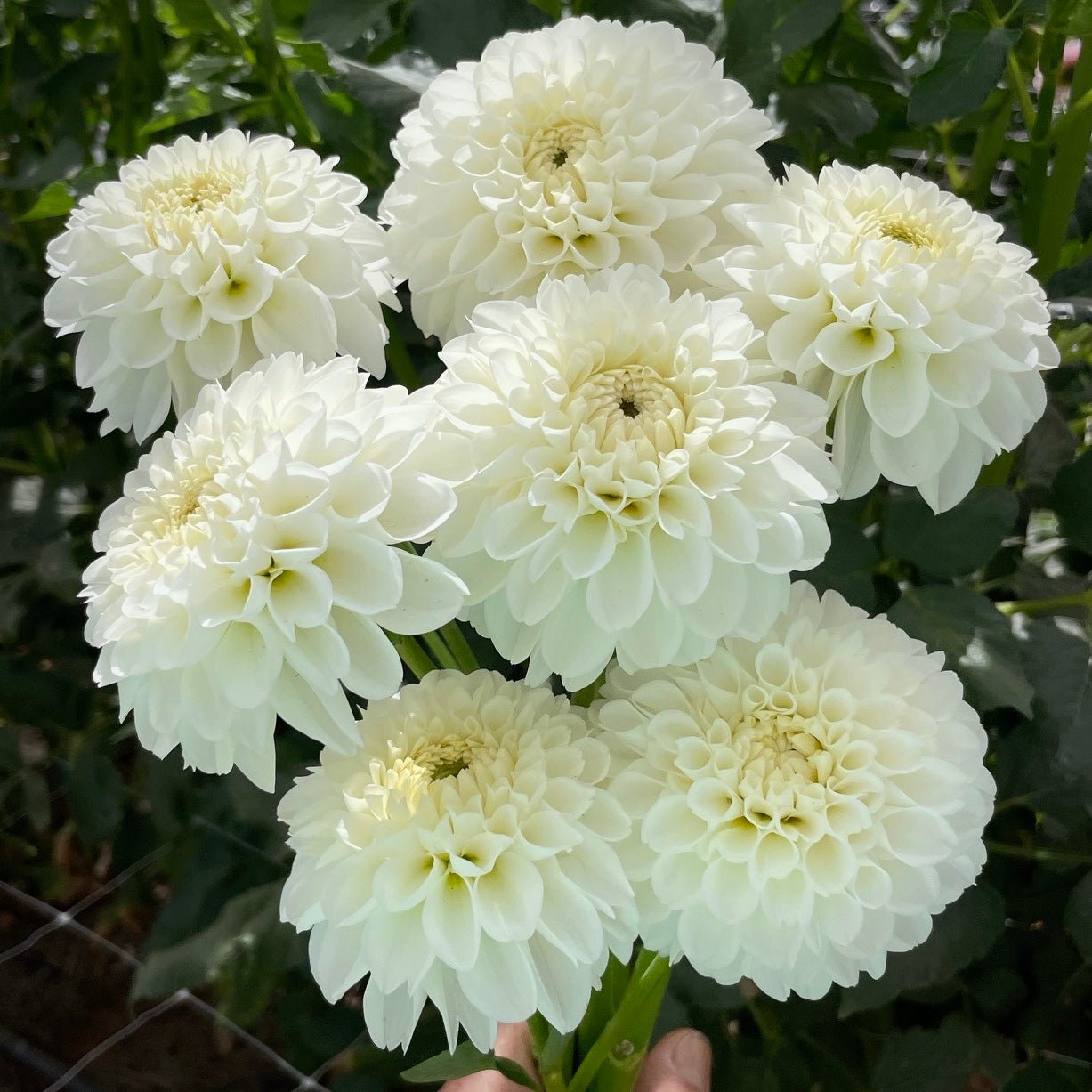 Bazuin Snow White Dahlia Tuber - Love Dahlias - south - africa - flower - bulbs
