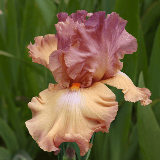 Beach Dance Bearded Iris (Coming in 2028) - Love Dahlias-south-africa-flower-bulbs
