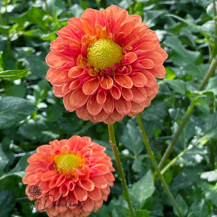 Beatrice Dahlia Tuber - Love Dahlias - south - africa - flower - bulbs