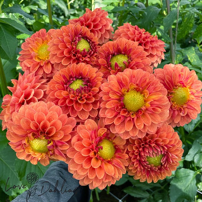 Beatrice Dahlia Tuber - Love Dahlias - south - africa - flower - bulbs