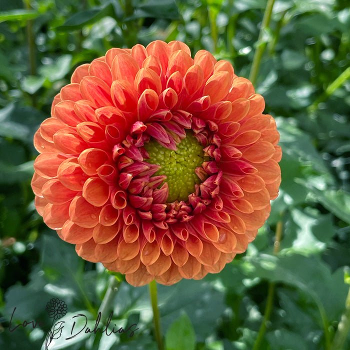 Beatrice Dahlia Tuber - Love Dahlias - south - africa - flower - bulbs