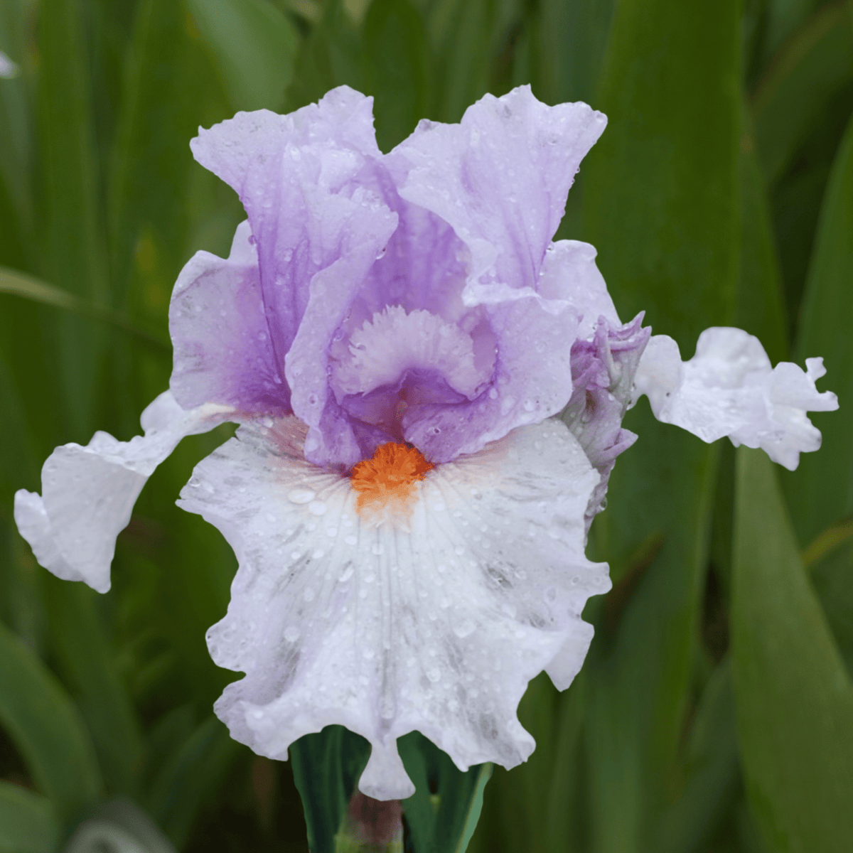 Belgian Princess Bearded Iris (Coming in 2028) - Love Dahlias-south-africa-flower-bulbs