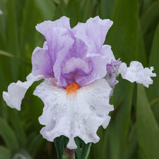 Belgian Princess Bearded Iris (Coming in 2028) - Love Dahlias-south-africa-flower-bulbs