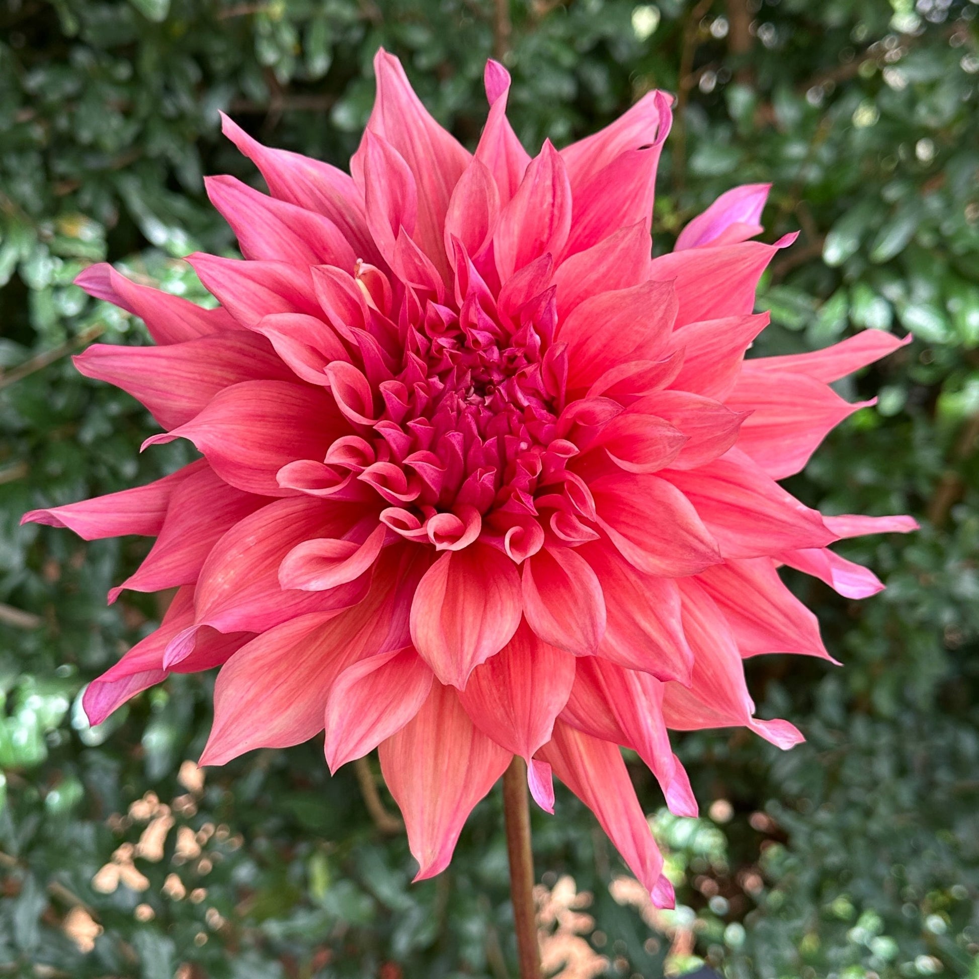 Belle of Barmera Dahlia Tuber - Love Dahlias - south - africa - flower - bulbs