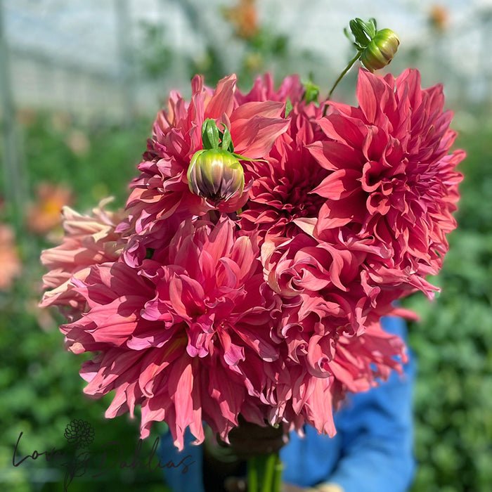 Belle of Barmera Dahlia Tuber - Love Dahlias - south - africa - flower - bulbs