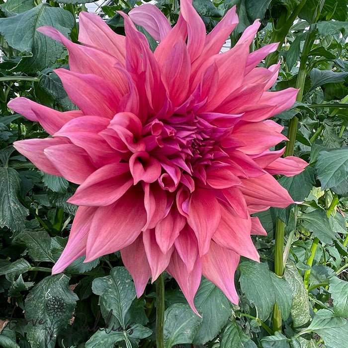 Belle of Barmera Dahlia Tuber - Love Dahlias - south - africa - flower - bulbs