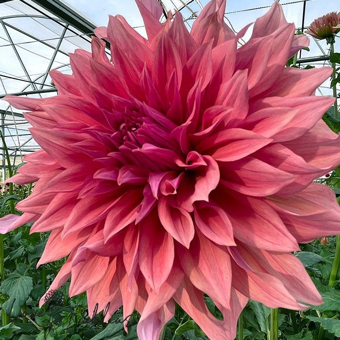 Belle of Barmera Dahlia Tuber - Love Dahlias - south - africa - flower - bulbs