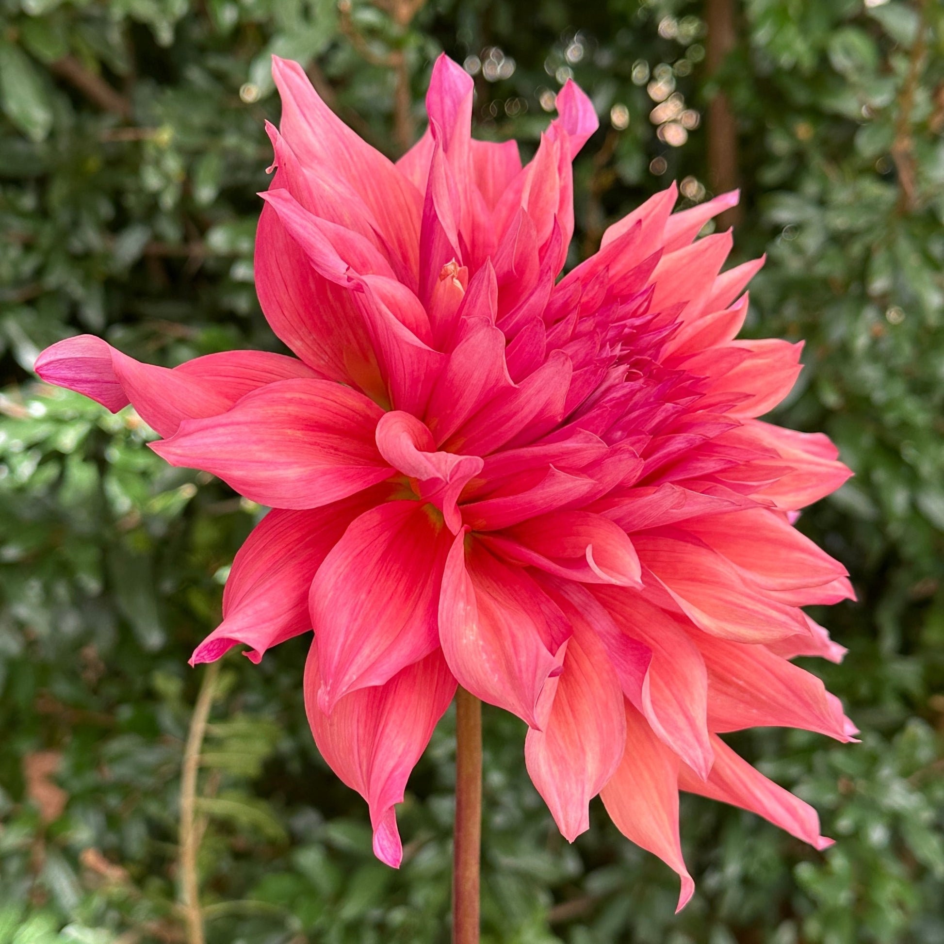Belle of Barmera Dahlia Tuber - Love Dahlias - south - africa - flower - bulbs