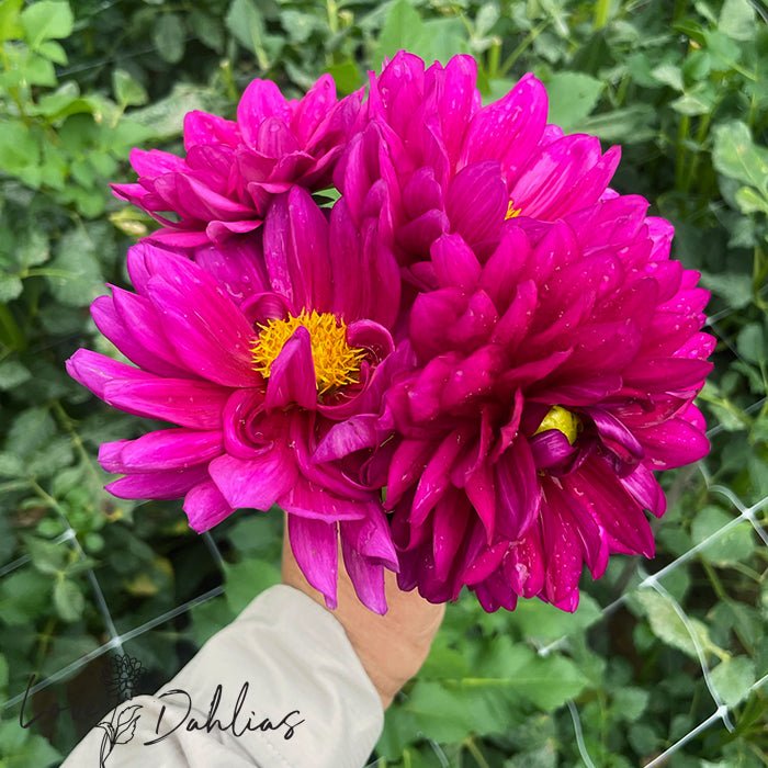 Berner Oberland Dahlia Tuber - Love Dahlias - south - africa - flower - bulbs