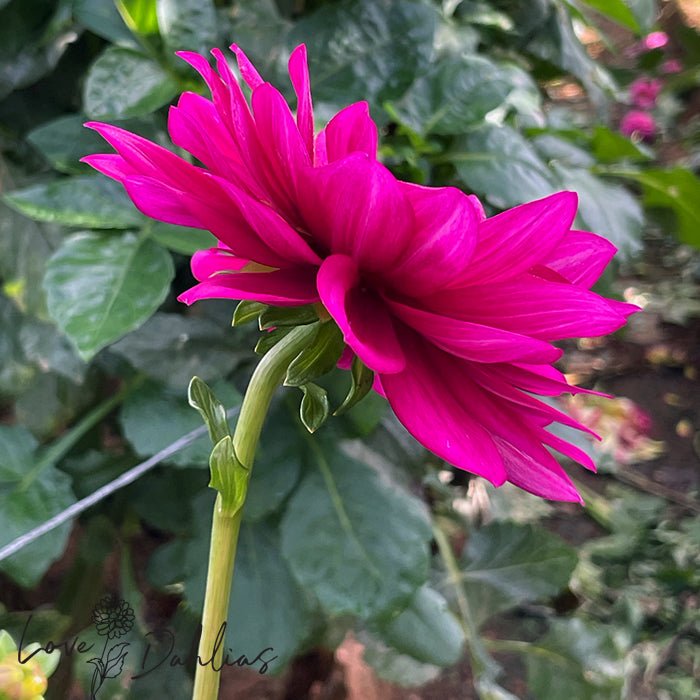 Berner Oberland Dahlia Tuber - Love Dahlias - south - africa - flower - bulbs