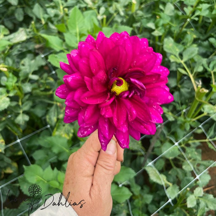 Berner Oberland Dahlia Tuber - Love Dahlias - south - africa - flower - bulbs