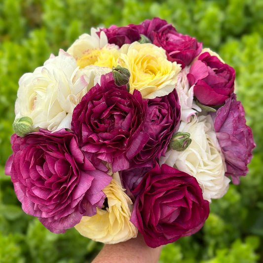 Berry Bliss Garden Ranunculus Mix - Love Dahlias - south - africa - flower - bulbs