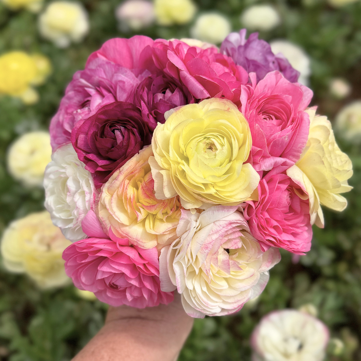 Berry Bliss Garden Ranunculus Mix (Pack of 20) - Love Dahlias-south-africa-flower-bulbs