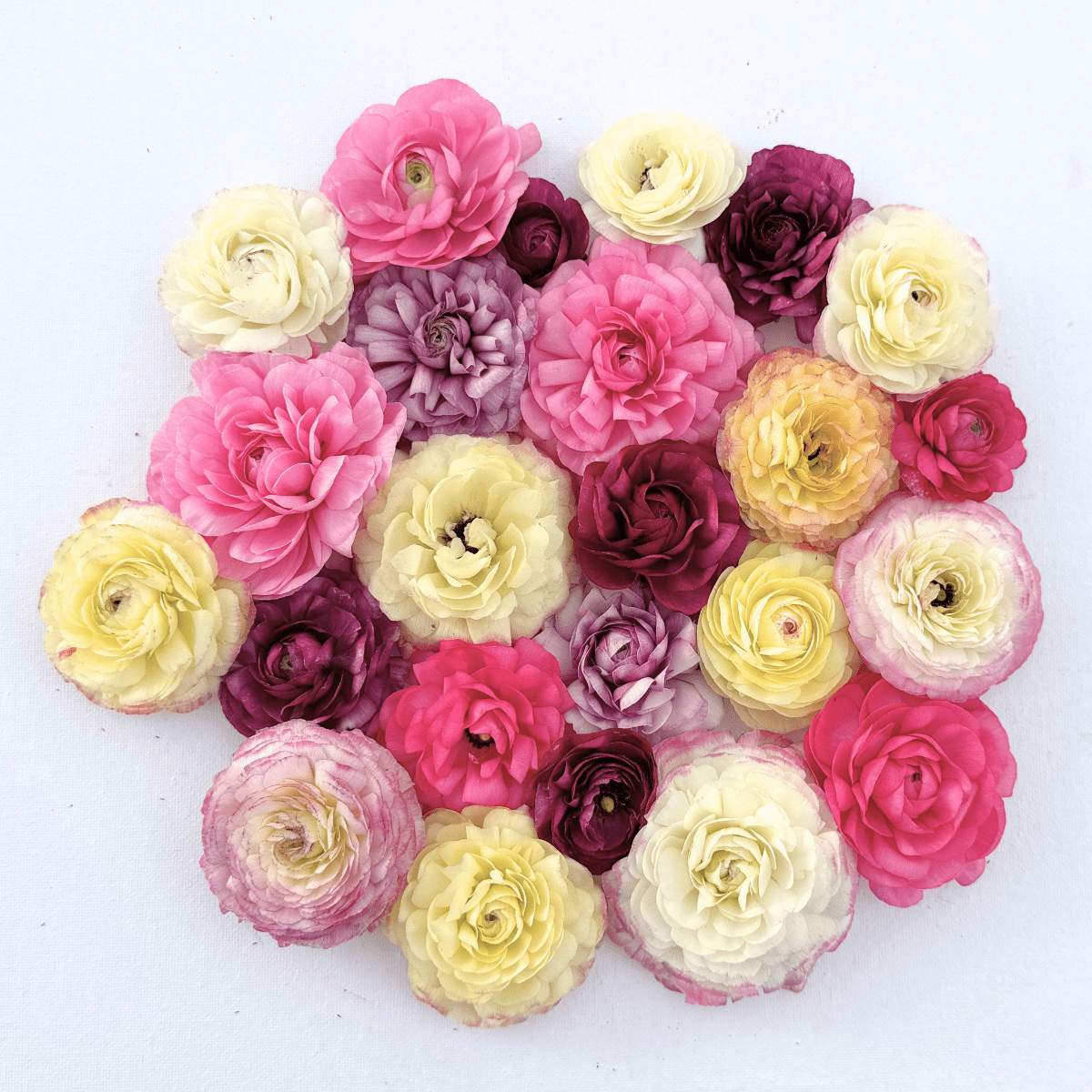 Berry Bliss Garden Ranunculus Mix (Pack of 20) - Love Dahlias-south-africa-flower-bulbs