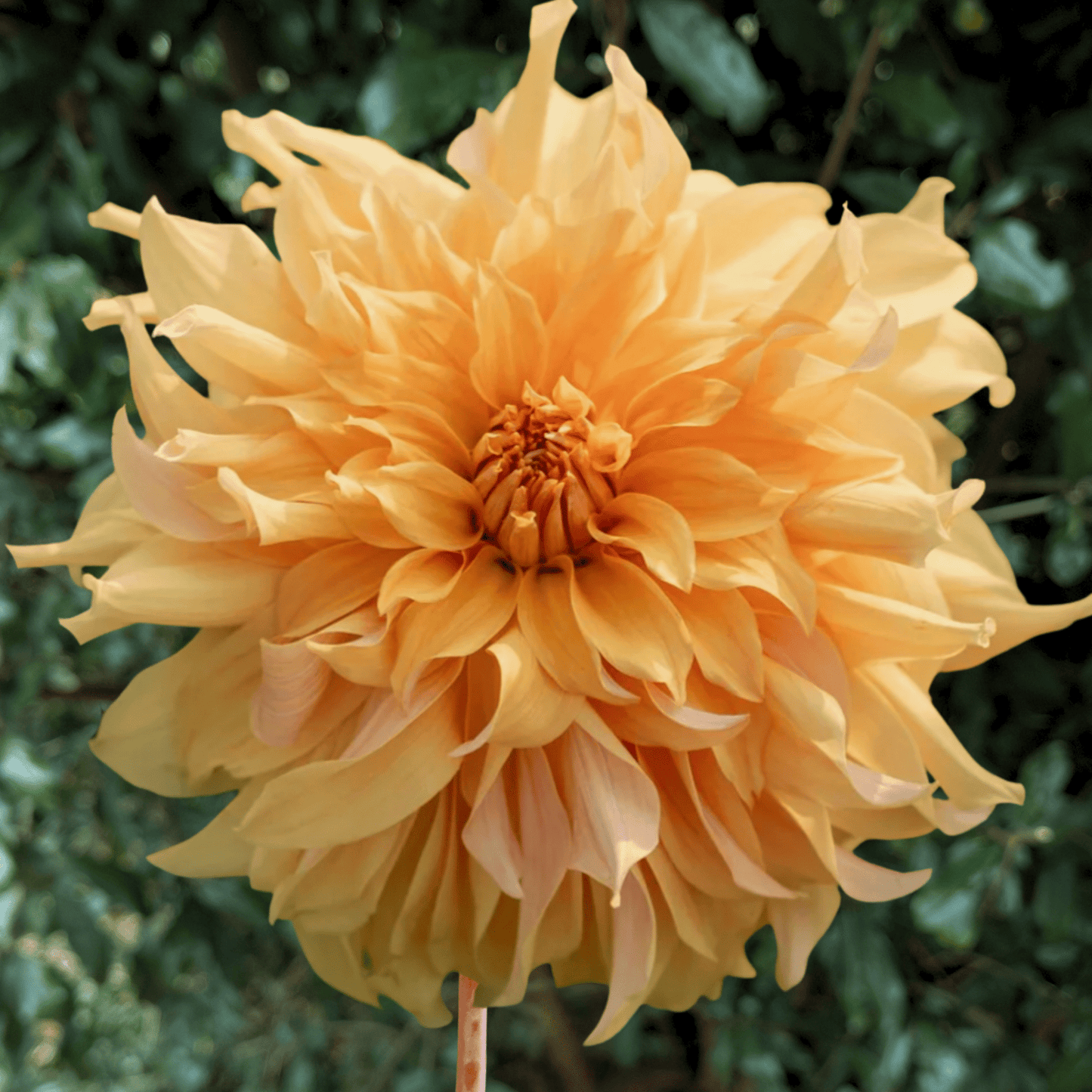 Big Brother Dahlia Tuber | South Africa - Love Dahlias - south - africa - flower - bulbs