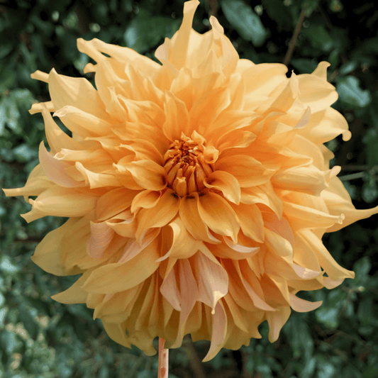 Big Brother Dahlia Tuber | South Africa - Love Dahlias - south - africa - flower - bulbs