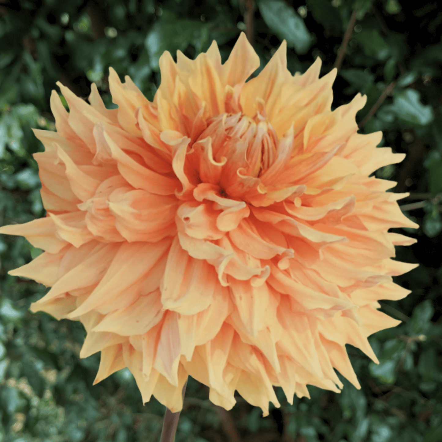 Big Brother Dahlia Tuber | South Africa - Love Dahlias - south - africa - flower - bulbs