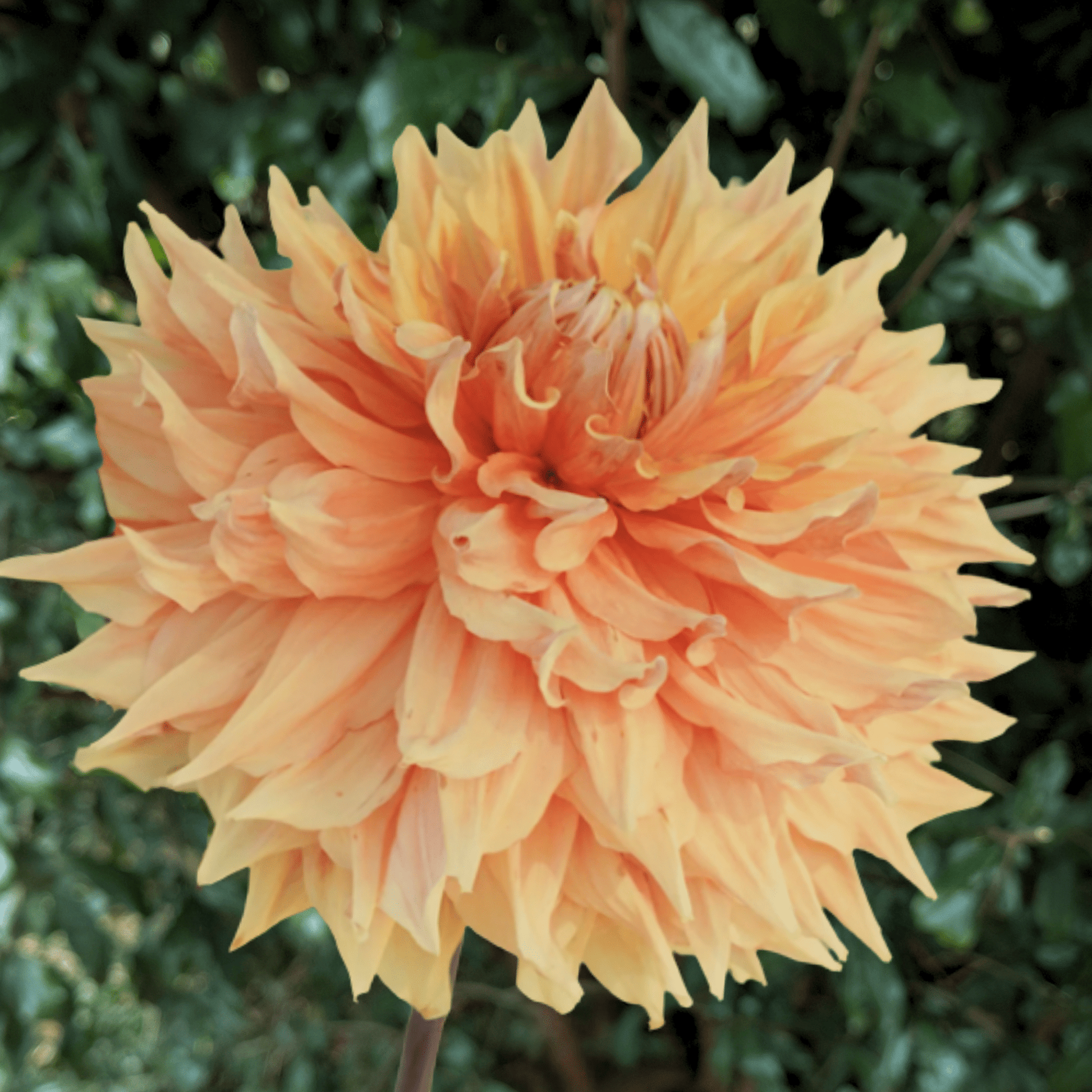 Big Brother Dahlia Tuber | South Africa - Love Dahlias - south - africa - flower - bulbs