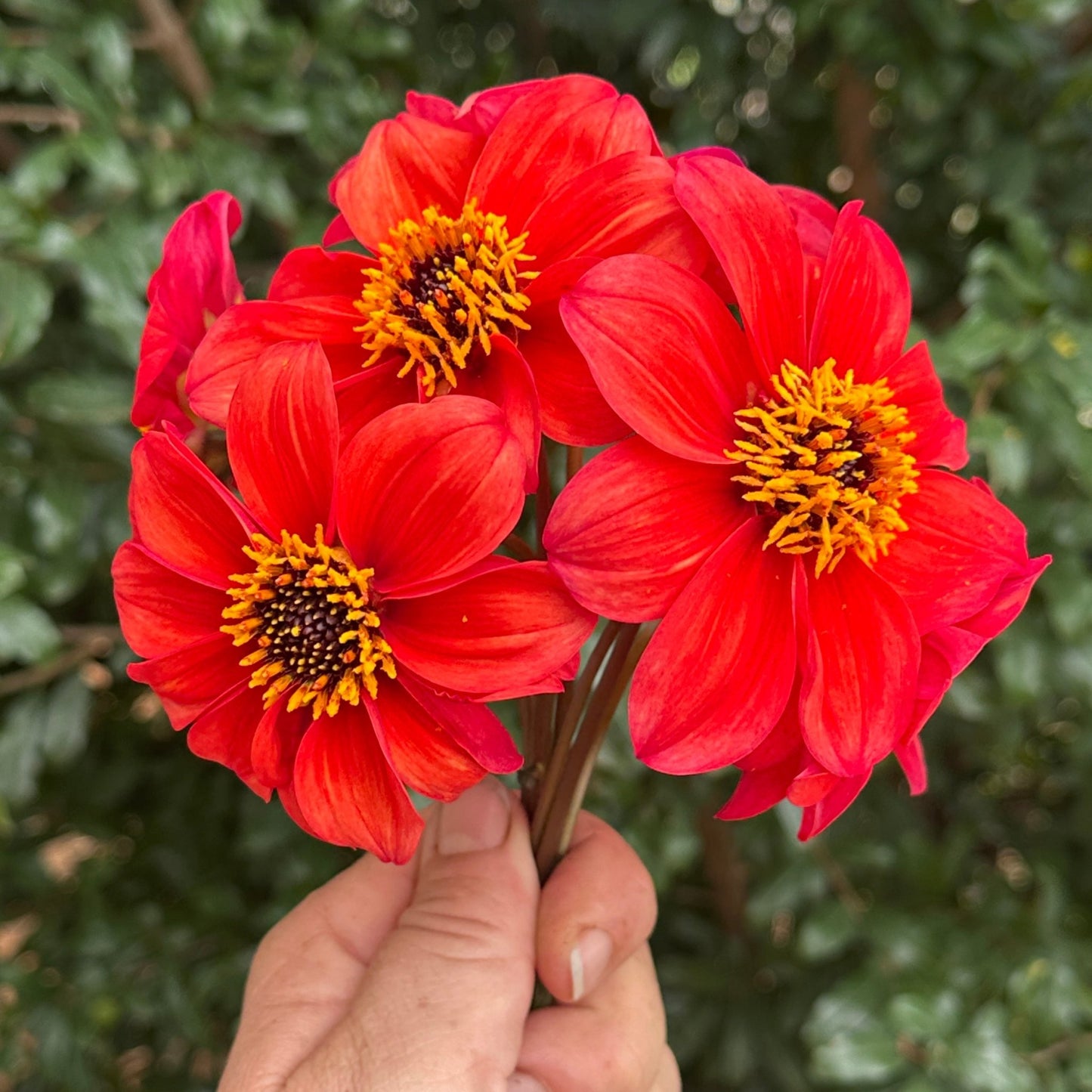 Bishop's of B Dahlia Tuber - Love Dahlias - south - africa - flower - bulbs