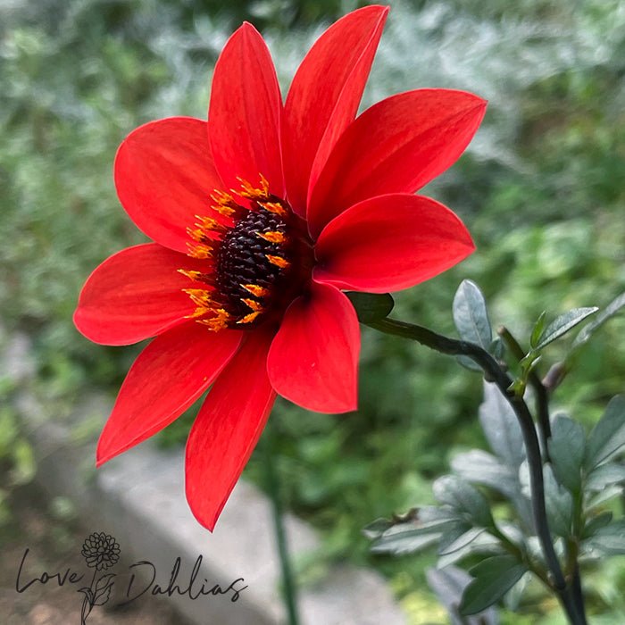 Bishop's of Llandaff Dahlia Tuber - Love Dahlias - south - africa - flower - bulbs