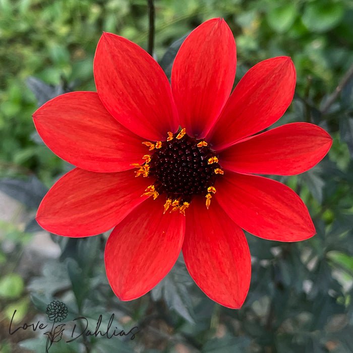 Singled-flowered Dahlia Tuber Collection South Africa – Love Dahlias