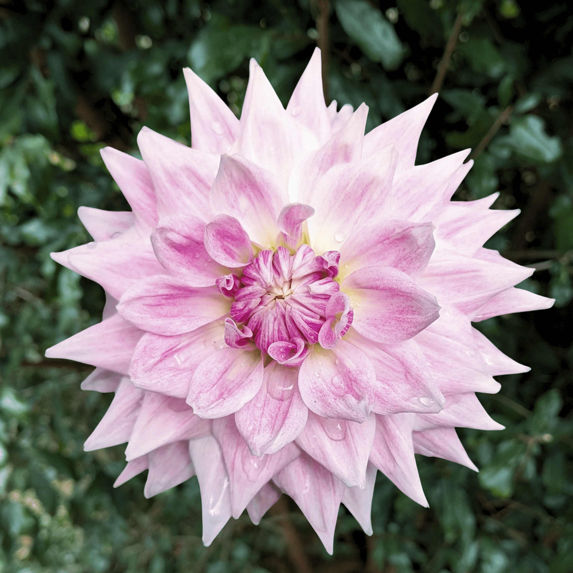BJ's Dusty Rose Dahlia Tuber | South Africa - Love Dahlias - south - africa - flower - bulbs