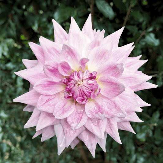 BJ's Dusty Rose Dahlia Tuber | South Africa - Love Dahlias - south - africa - flower - bulbs