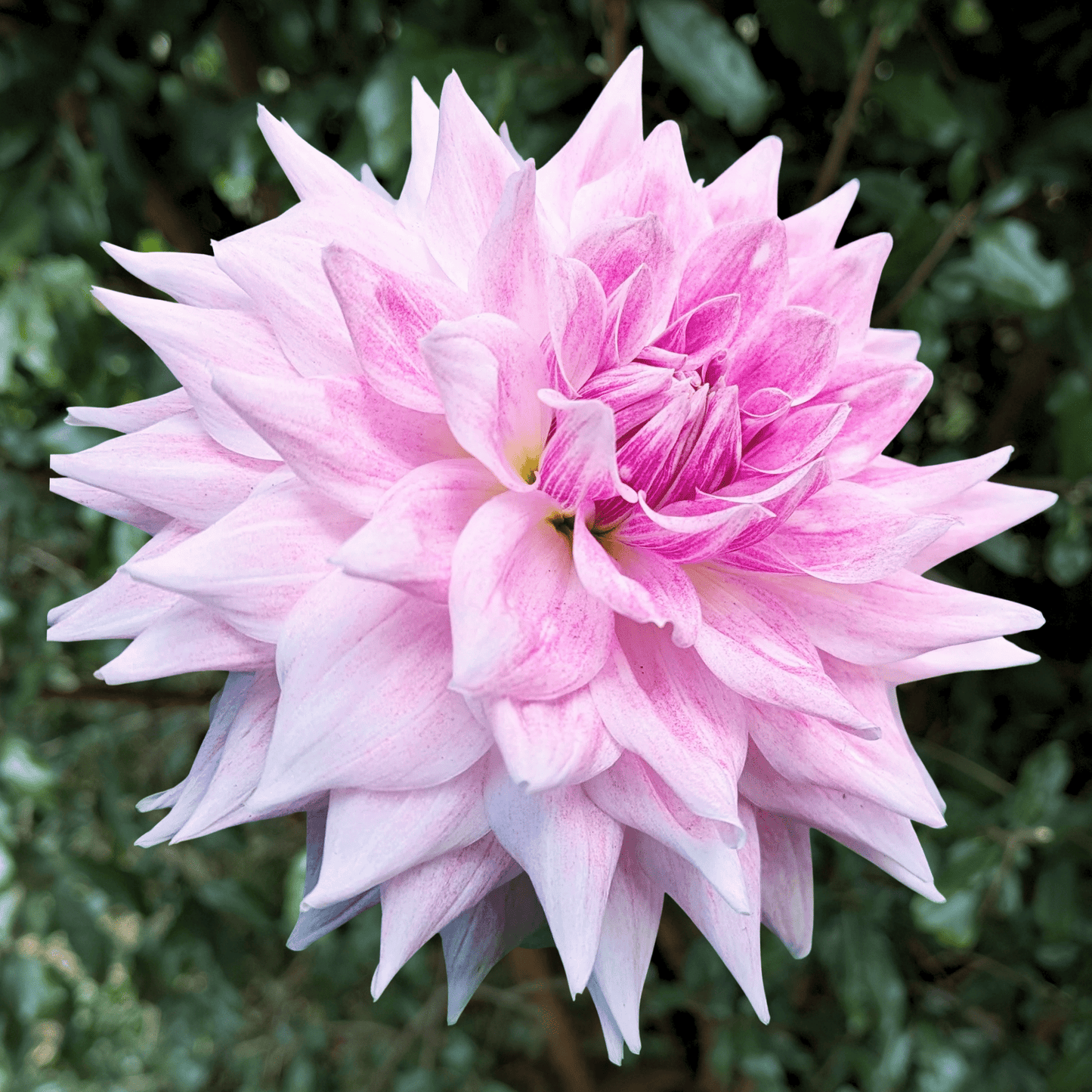 BJ's Dusty Rose Dahlia Tuber | South Africa - Love Dahlias - south - africa - flower - bulbs