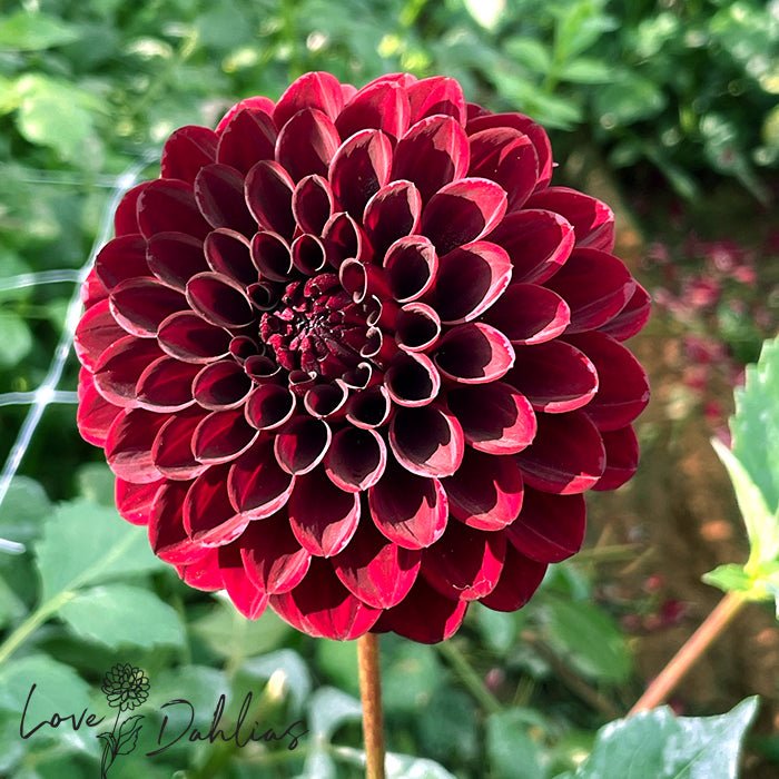 Black Diamond Dahlia Tuber - Love Dahlias - south - africa - flower - bulbs