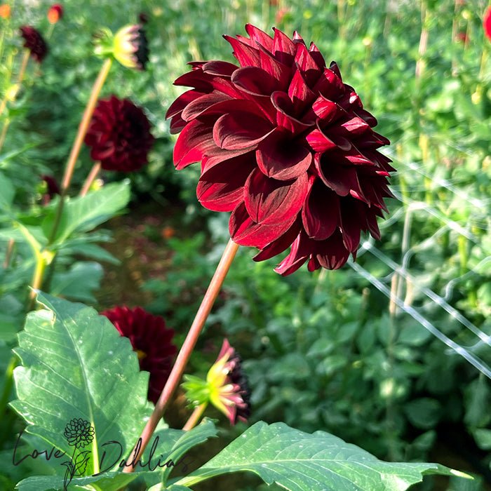 Black Diamond Dahlia Tuber - Love Dahlias - south - africa - flower - bulbs