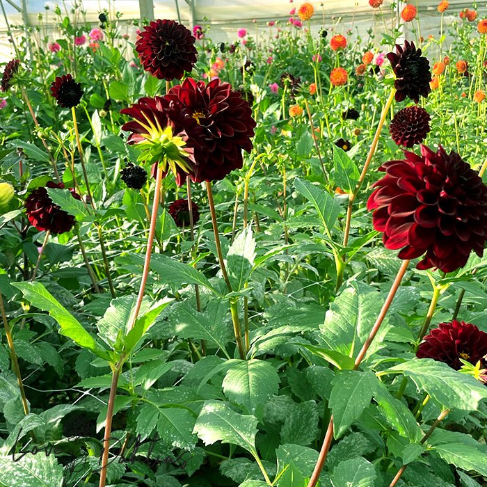 Black Diamond Dahlia Tuber - Love Dahlias - south - africa - flower - bulbs
