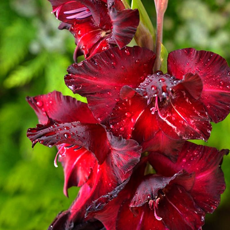 Black Surprise Gladiolus (Pack of 12) Sword Lily - Love Dahlias - south - africa - flower - bulbs