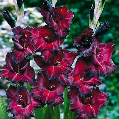 Black Surprise Gladiolus (Pack of 12) Sword Lily - Love Dahlias - south - africa - flower - bulbs