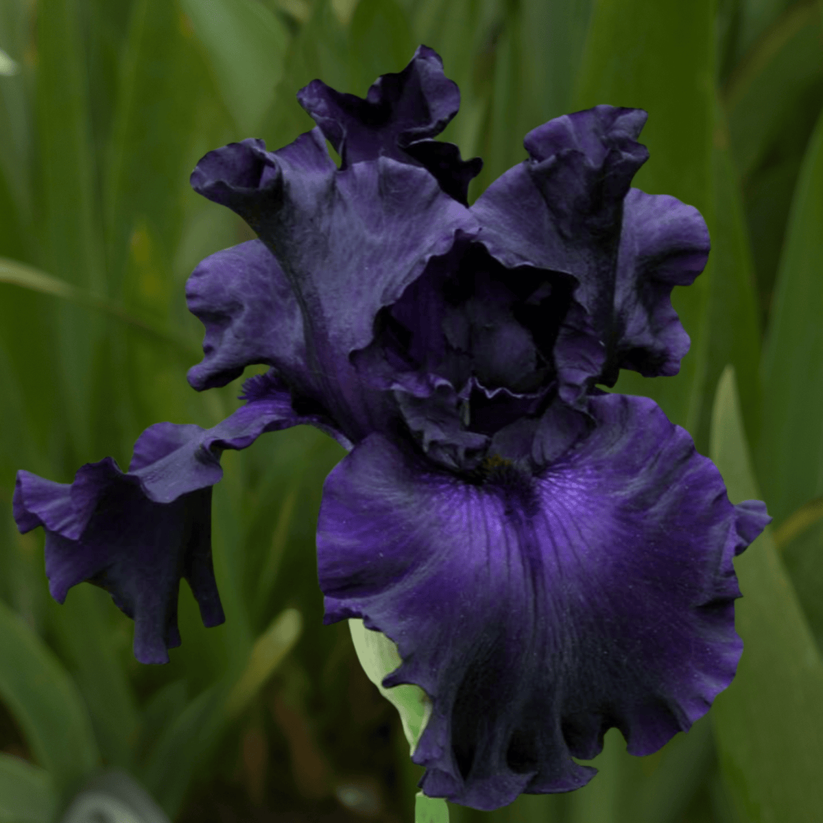 Blackalicious Bearded Iris (Coming in 2028) - Love Dahlias-south-africa-flower-bulbs