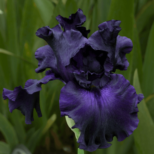 Blackalicious Bearded Iris (Coming in 2028) - Love Dahlias-south-africa-flower-bulbs