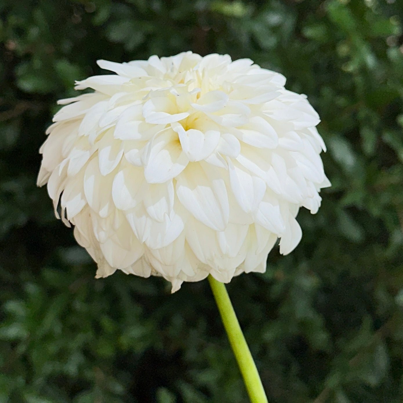 Blizzard Dahlia (Limit 1 p.p) - Love Dahlias - south - africa - flower - bulbs