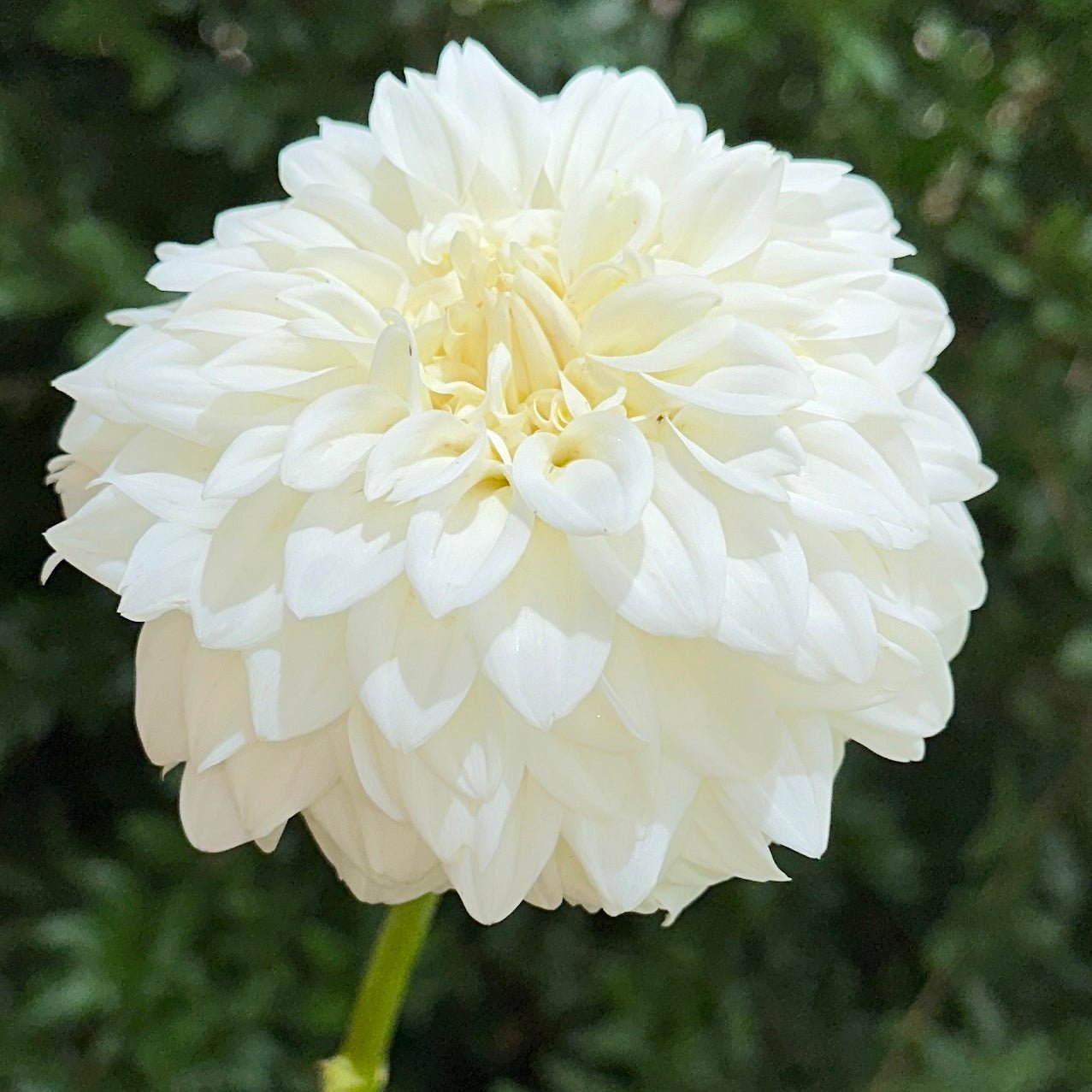 Blizzard Dahlia (Limit 1 p.p) - Love Dahlias - south - africa - flower - bulbs