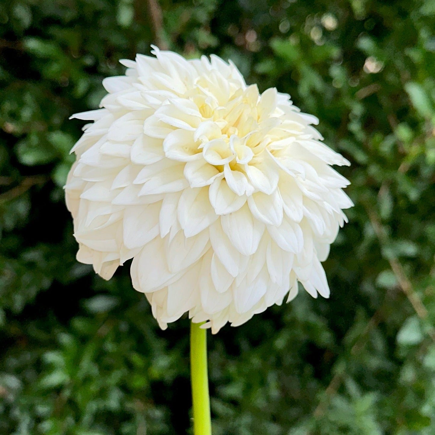 Blizzard Dahlia (Limit 1 p.p) - Love Dahlias - south - africa - flower - bulbs