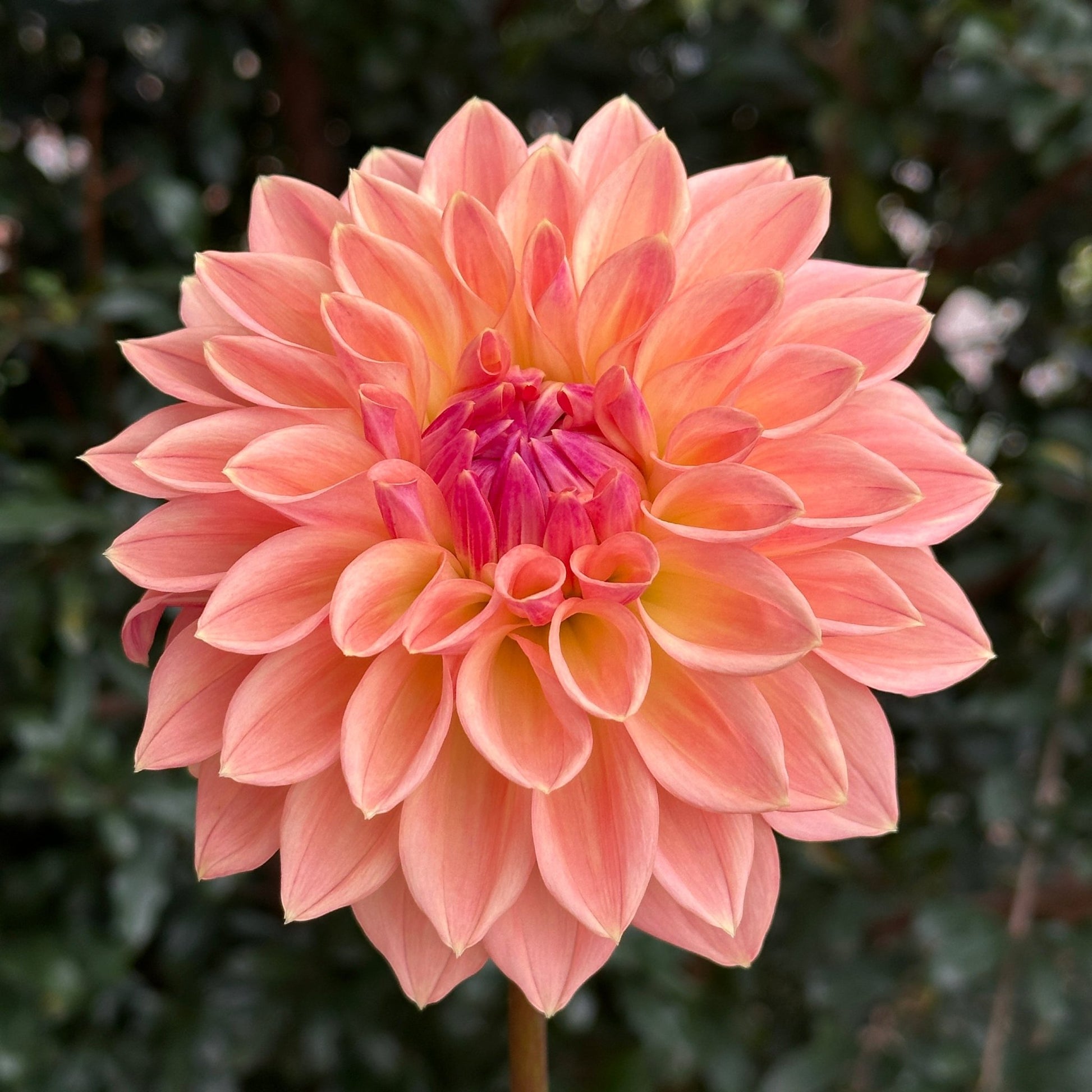Bloomquist Alan Dahlia (Limit 1 p.p) - Love Dahlias - south - africa - flower - bulbs