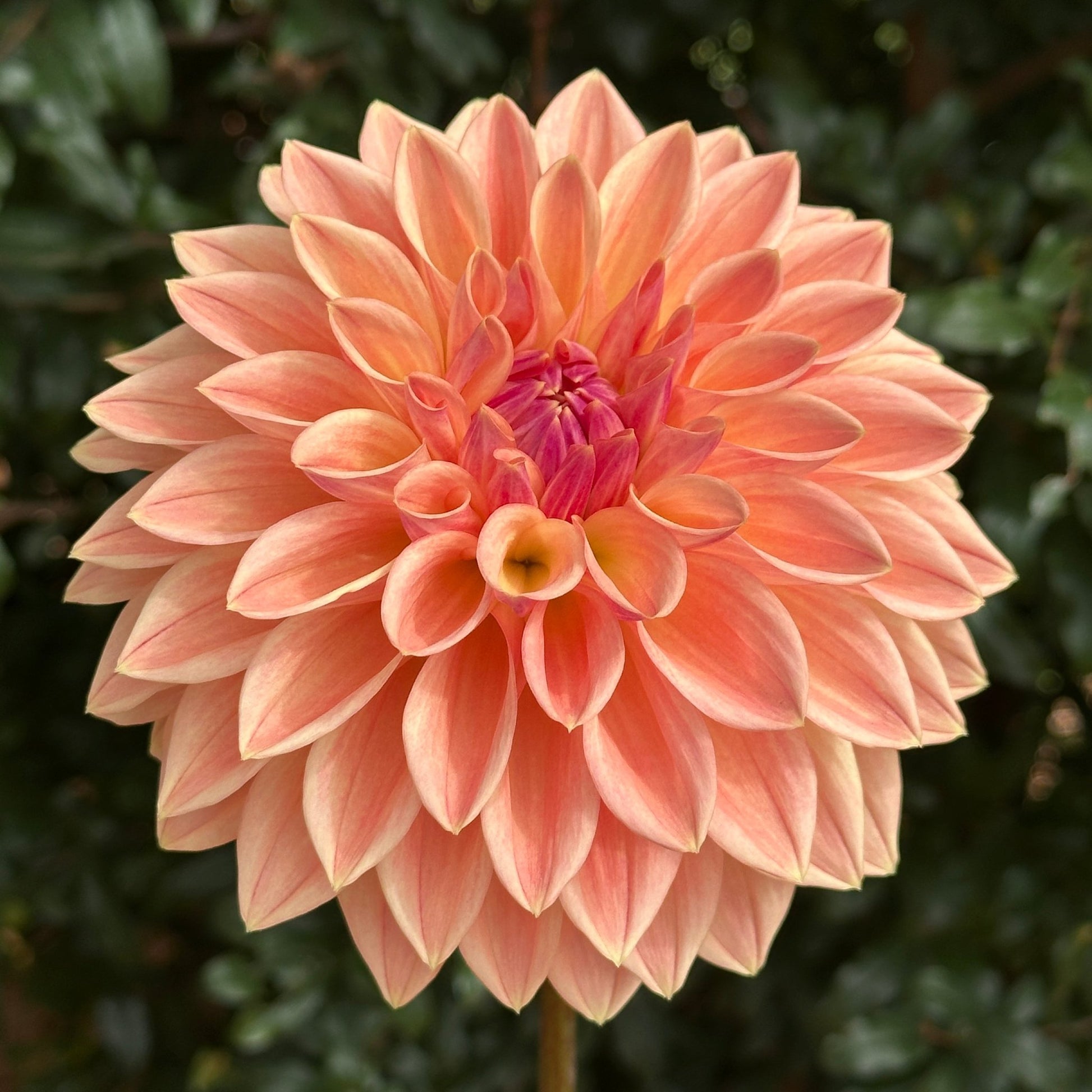 Bloomquist Alan Dahlia (Limit 1 p.p) - Love Dahlias - south - africa - flower - bulbs