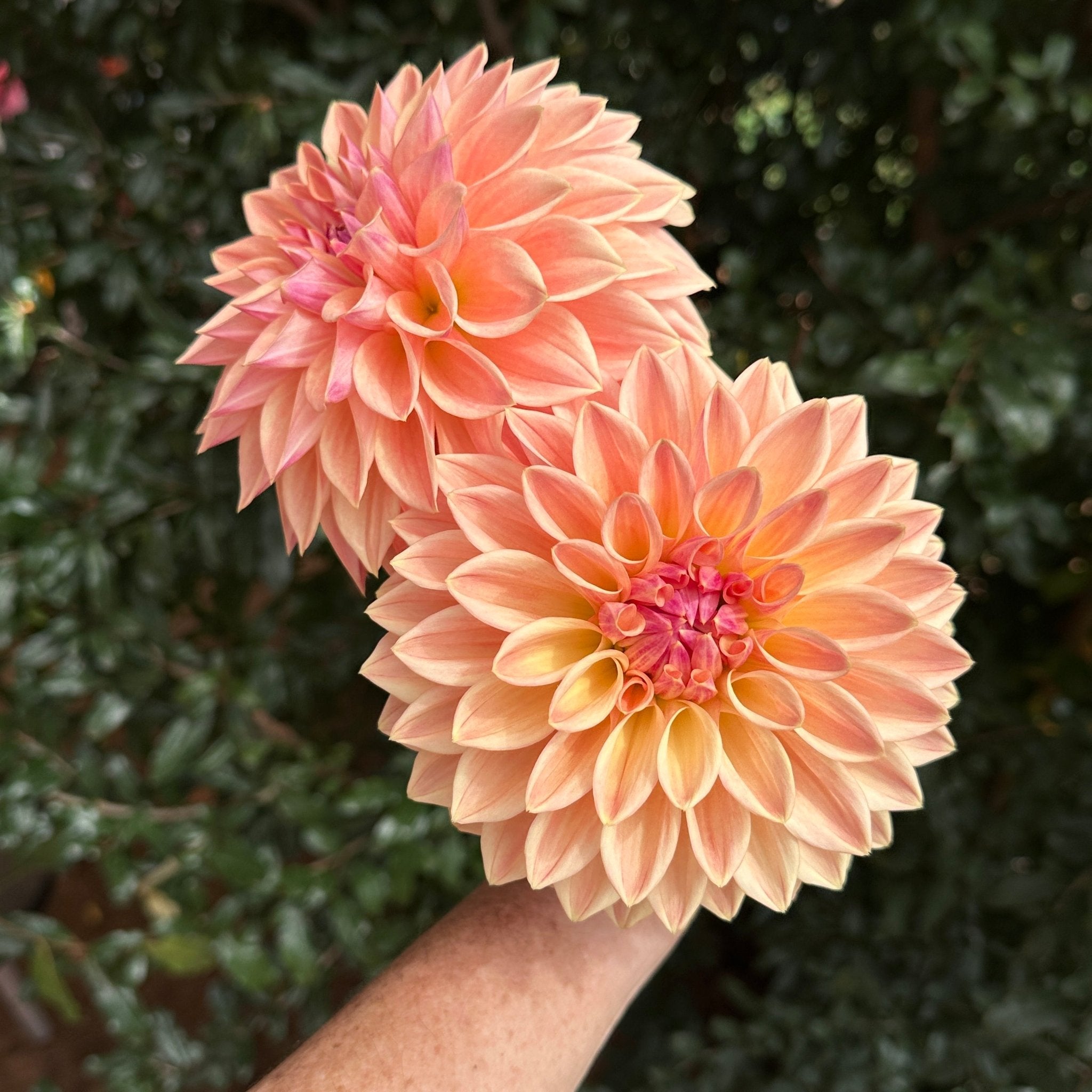 Bloomquist Alan Dahlia Tuber | South Africa – Love Dahlias