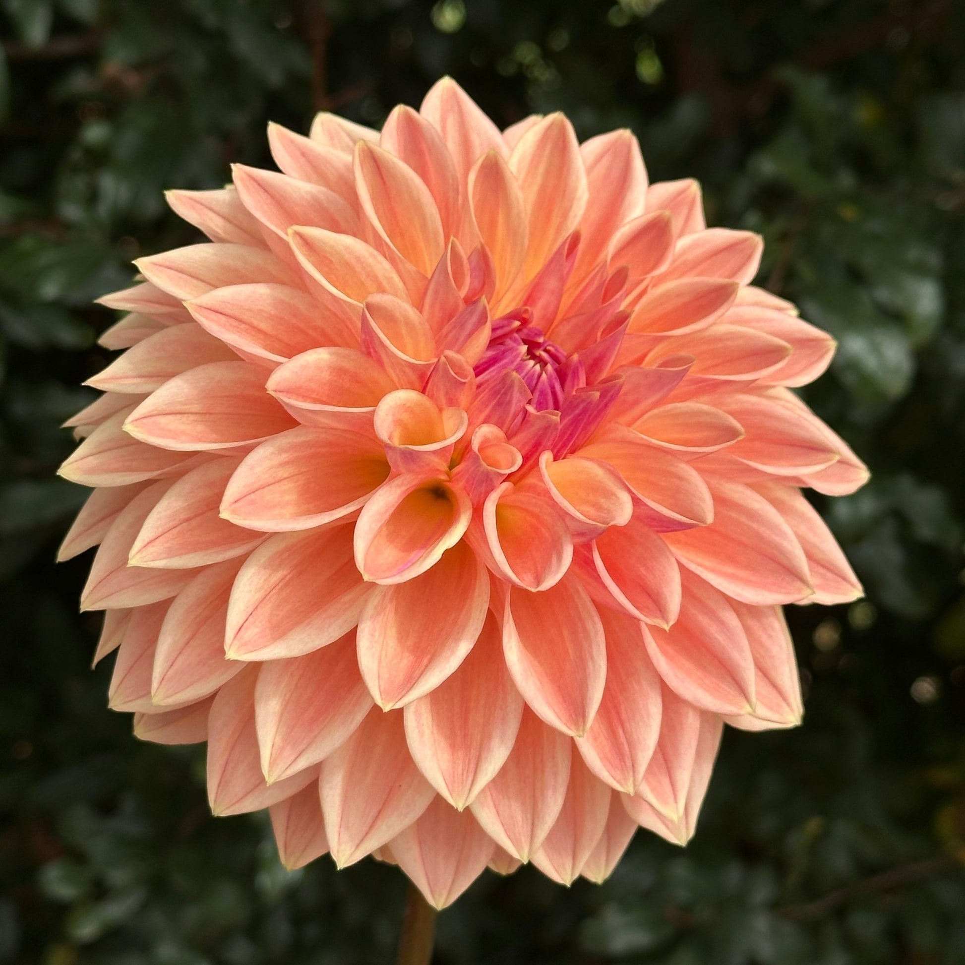 Bloomquist Alan Dahlia (Limit 1 p.p) - Love Dahlias - south - africa - flower - bulbs