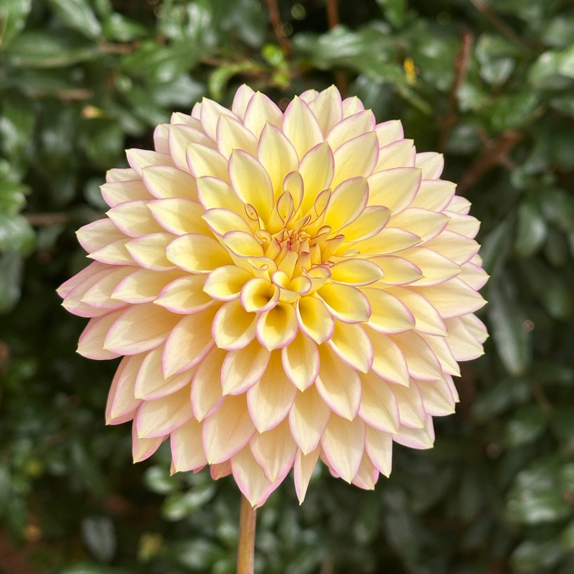Bloomquist Blush Dahlia (Limit 1 p.p) - Love Dahlias - south - africa - flower - bulbs
