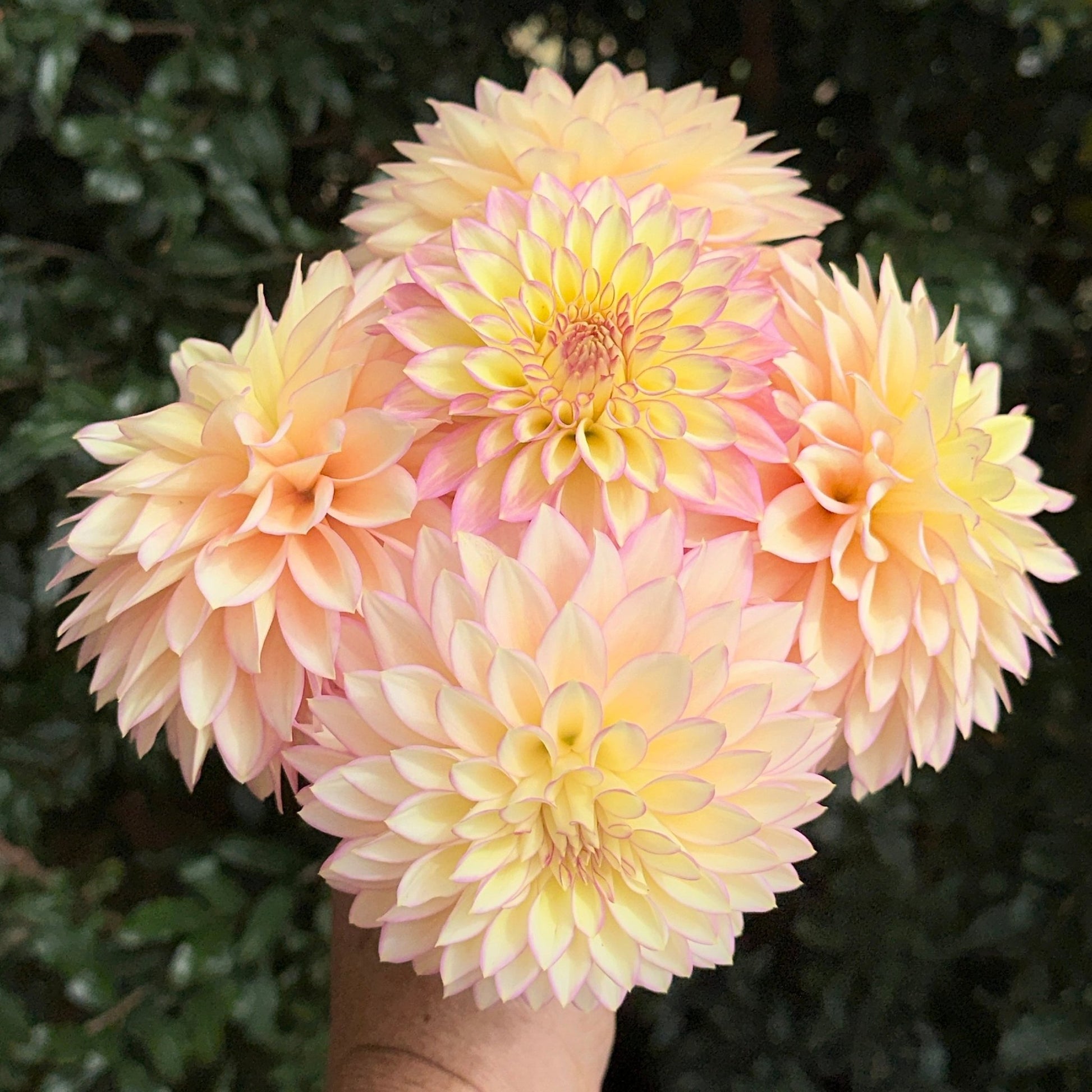 Bloomquist Blush Dahlia (Limit 1 p.p) - Love Dahlias - south - africa - flower - bulbs