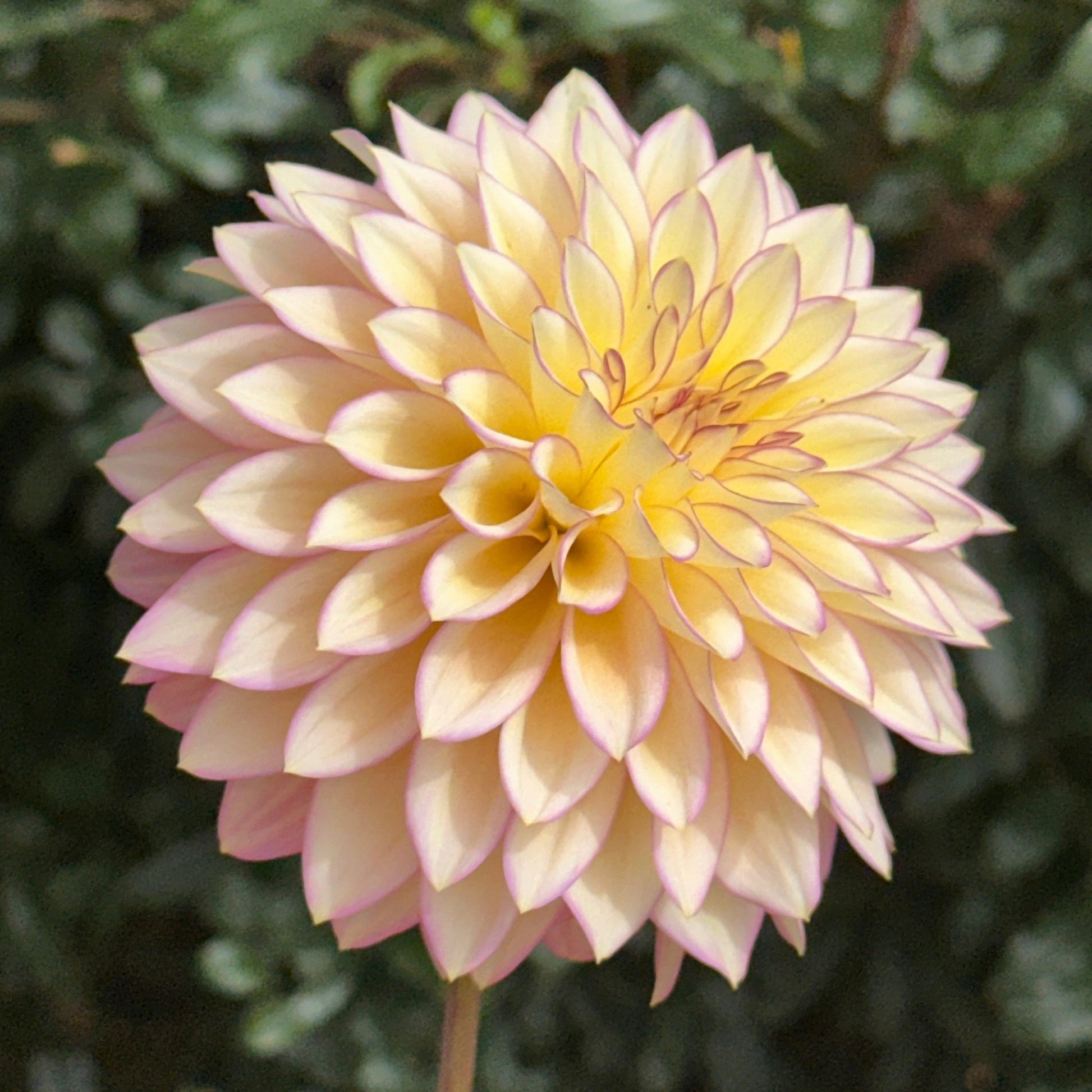 Bloomquist Blush Dahlia (Limit 1 p.p) - Love Dahlias - south - africa - flower - bulbs