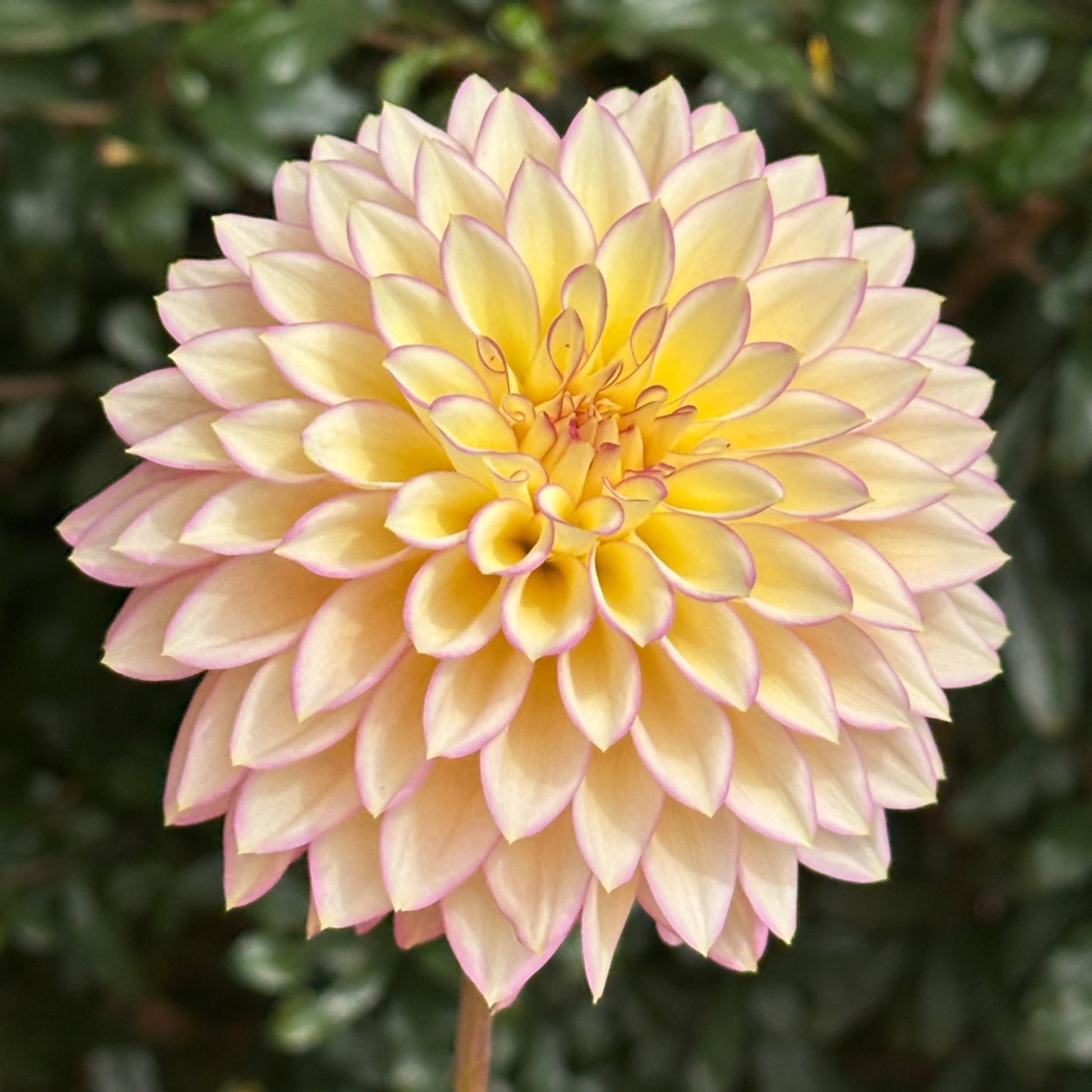 Bloomquist Blush Dahlia (Limit 1 p.p) - Love Dahlias - south - africa - flower - bulbs