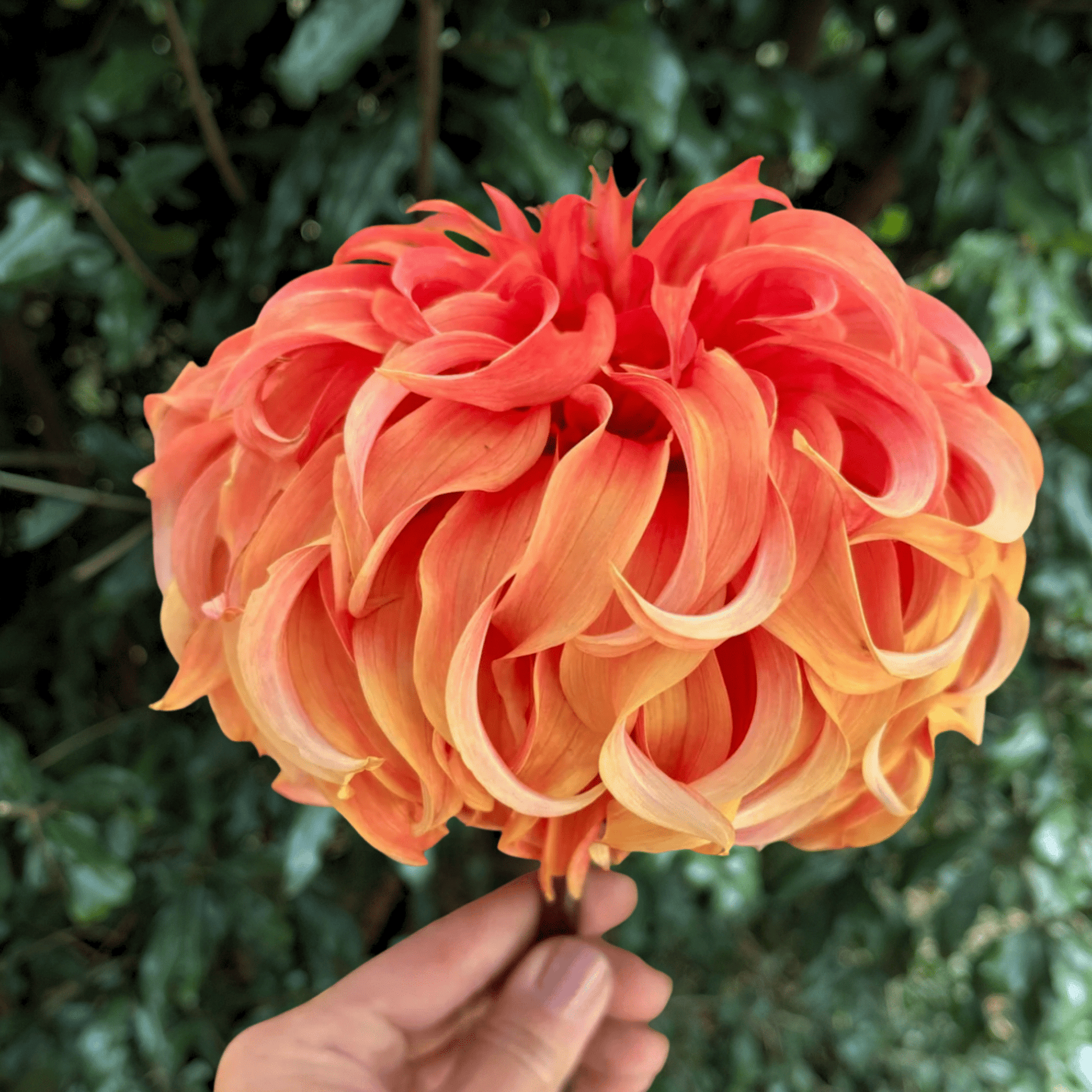 Bloomquist Jean Dahlia Tuber | South Africa - Love Dahlias - south - africa - flower - bulbs